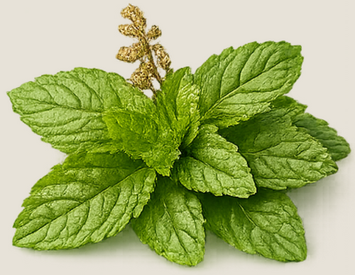 Tulsikraut